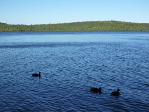 wakami lake provincial park ontario canada mallard duck