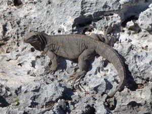 iguana island cayo largo cuba caribbean sea