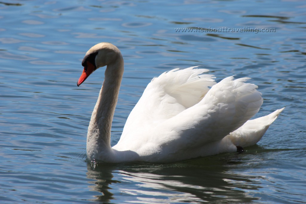 swan centre island toronto