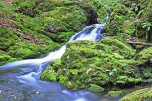 dickson brook trail fundy national park metro photo challenge