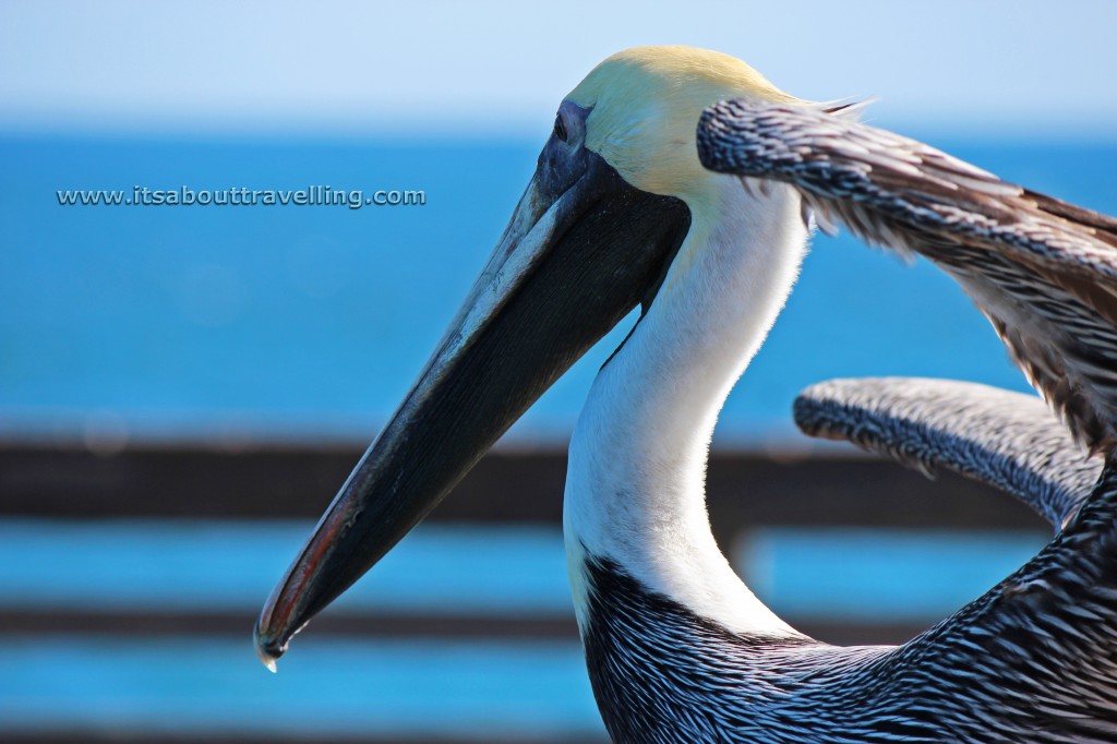 pelican dania beach pier florida