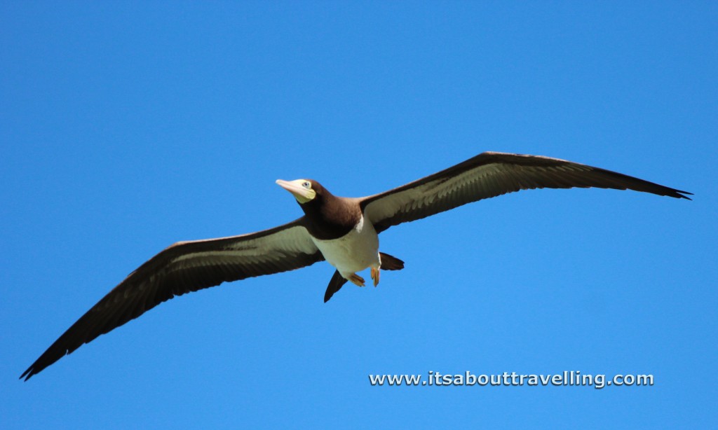 brown booby magens bay st. thomas