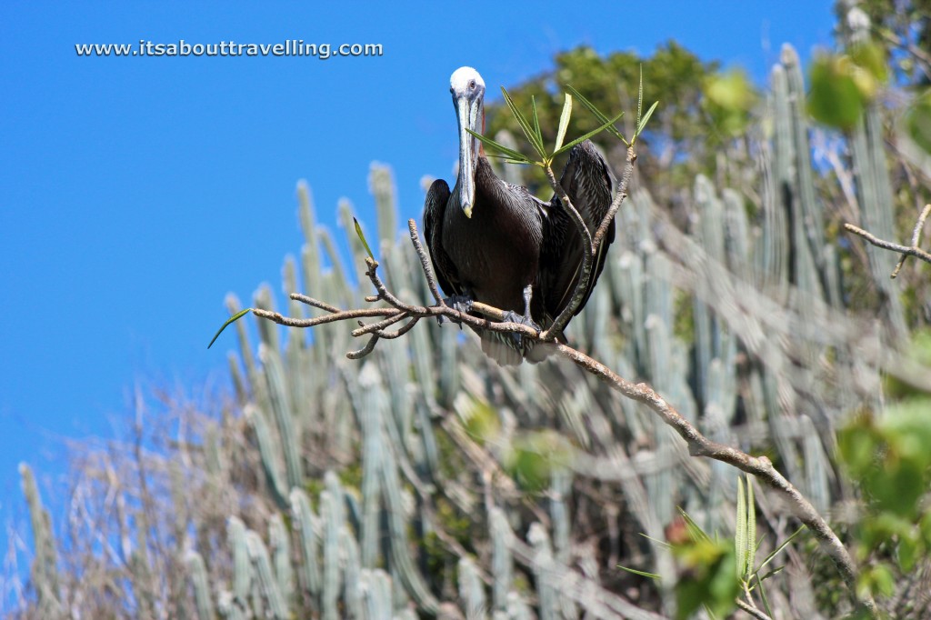 pelican magens bay st. thomas