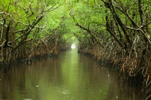 florida everglades wilderness waterway