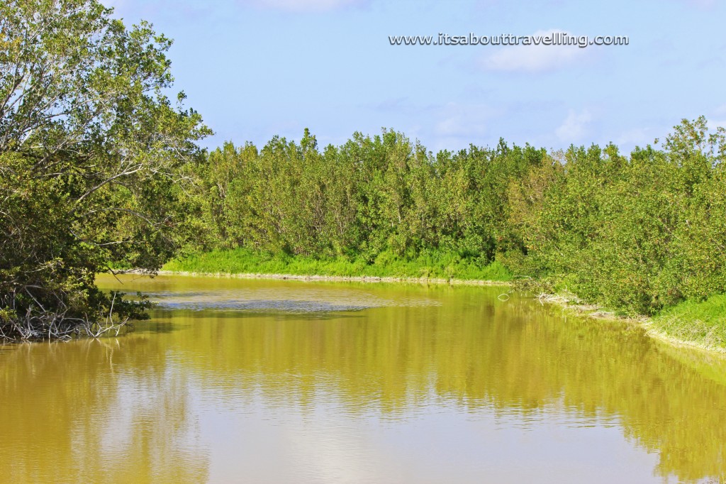 eco pond flamingo florida everglades national park