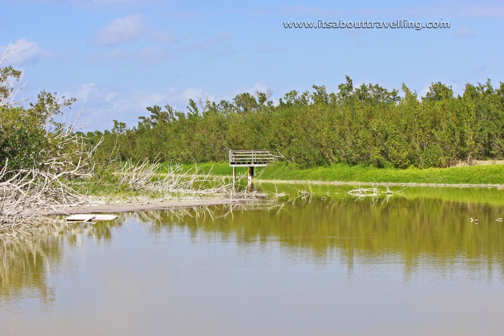 eco pond everglades national park florida