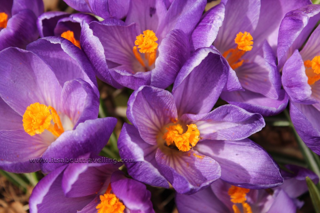crocus flower springtime purple