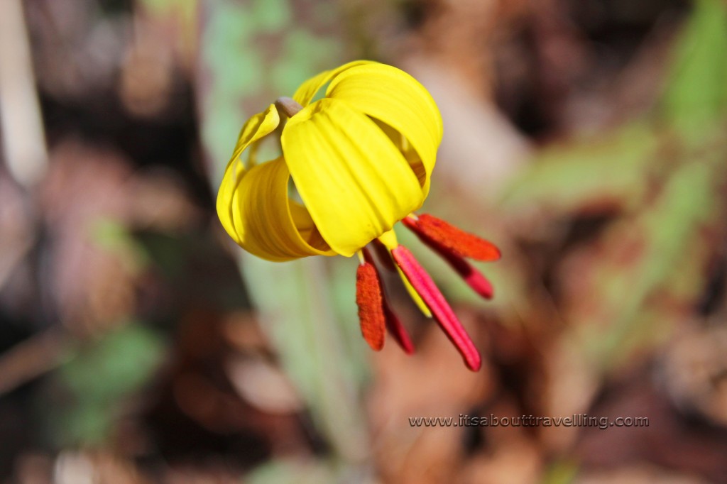 yellow trillium