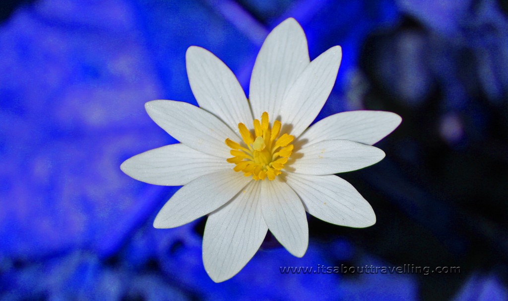 bloodroot blossom