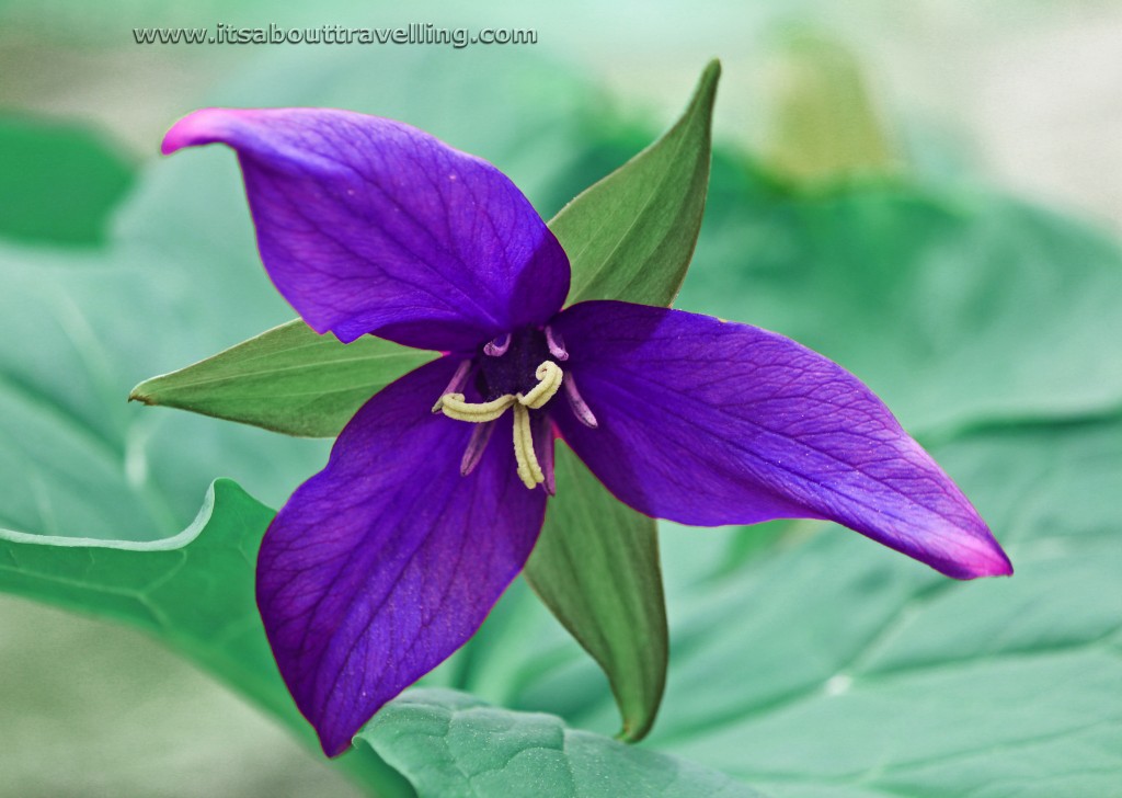 purple trillium