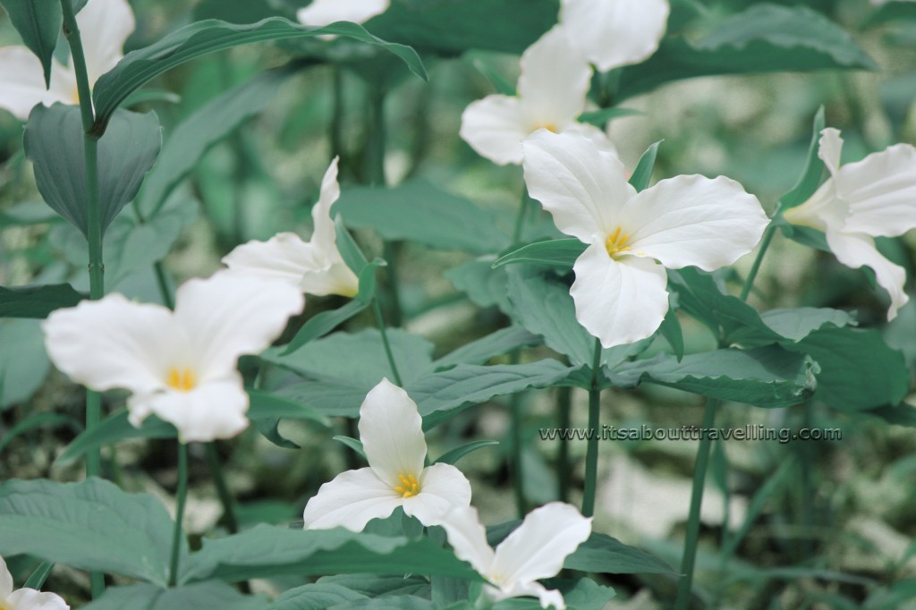white trillium