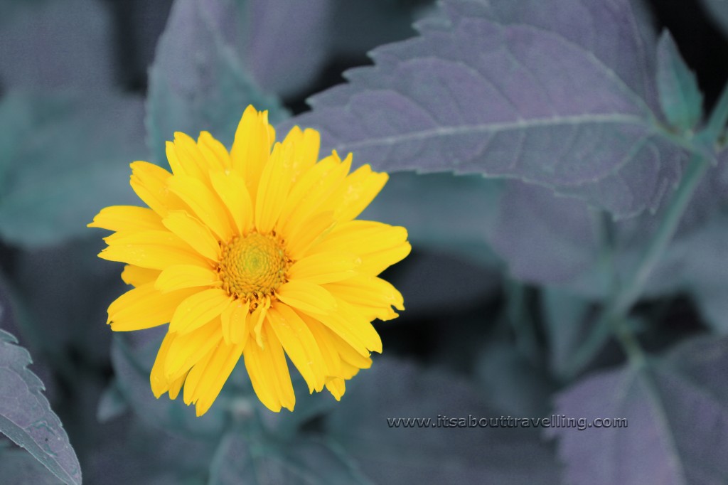 garden heliopsis