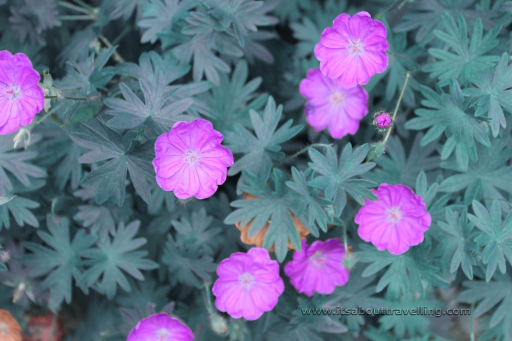 Geranium 'Rozanne'