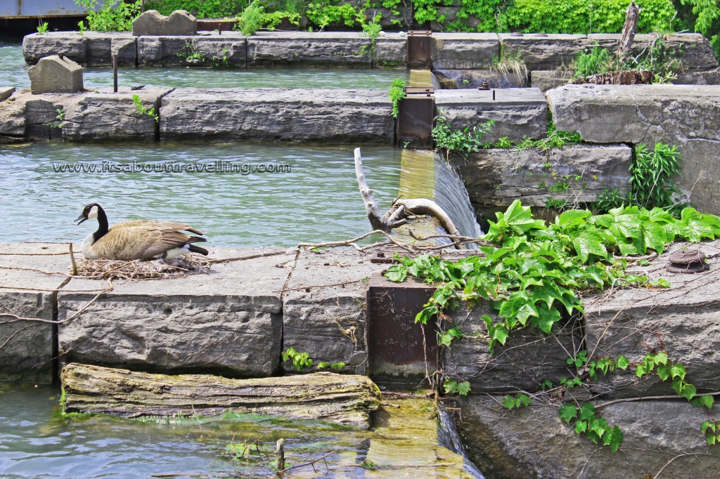 canada goose port dalhousie st. catherines ontario canada