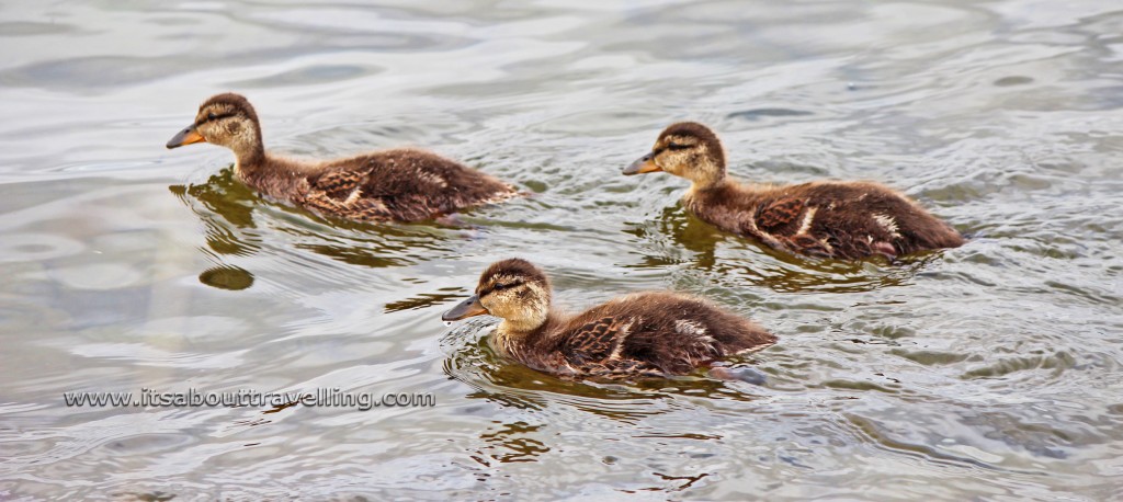 baby ducks kempenfelt bay barrie ontario