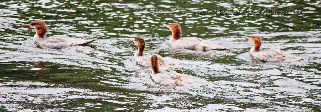 mergus merganser mattawa river samuel de champlain provincial park ontario canada