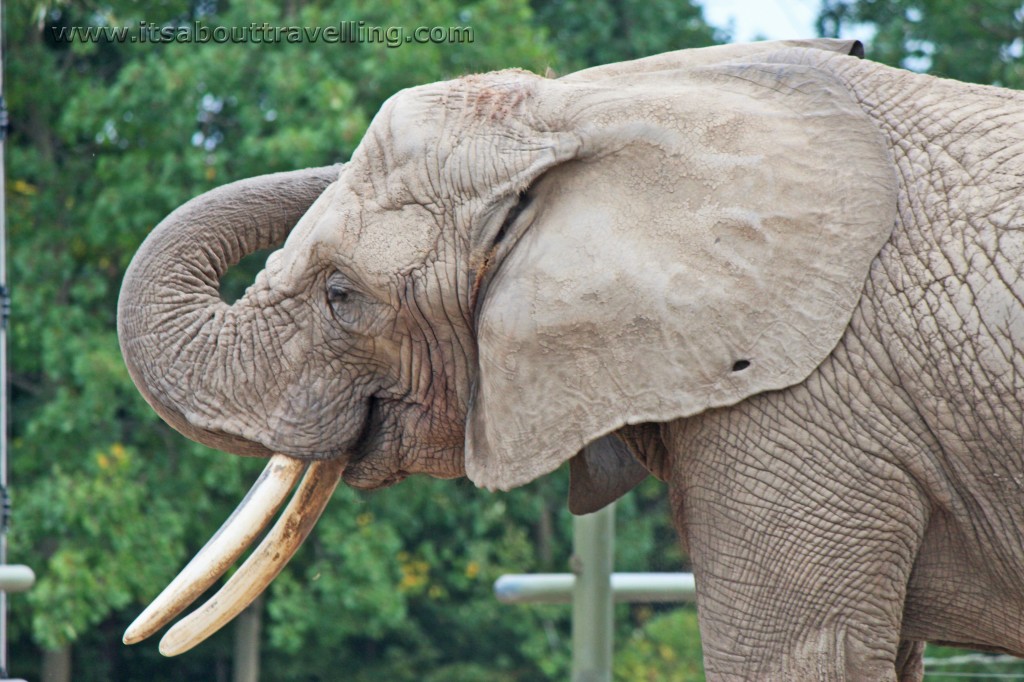 elephant toronto zoo