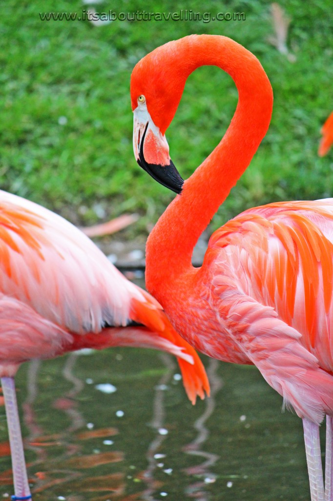 american flamingo toronto zoo