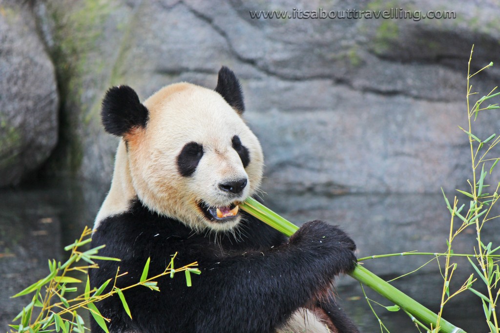 giant panda bear toronto zoo