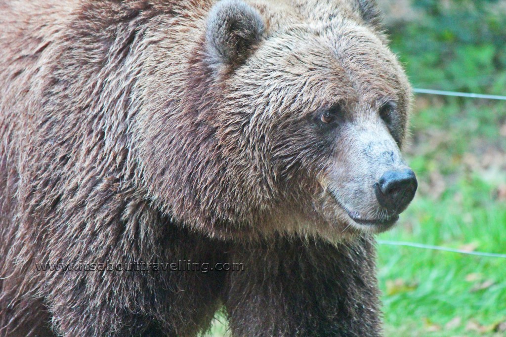 grizzly bear toronto zoo