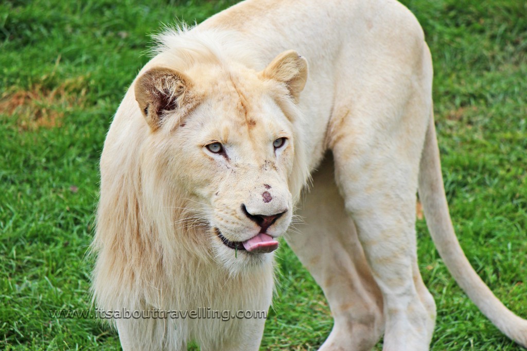 white lion toronto zoo