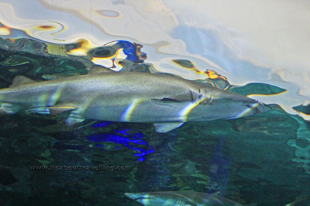 shark dangerous lagoon ripleys aquarium of canada