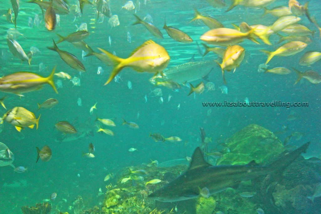 yellow tail snapper and shark ripleys dangerous lagoon