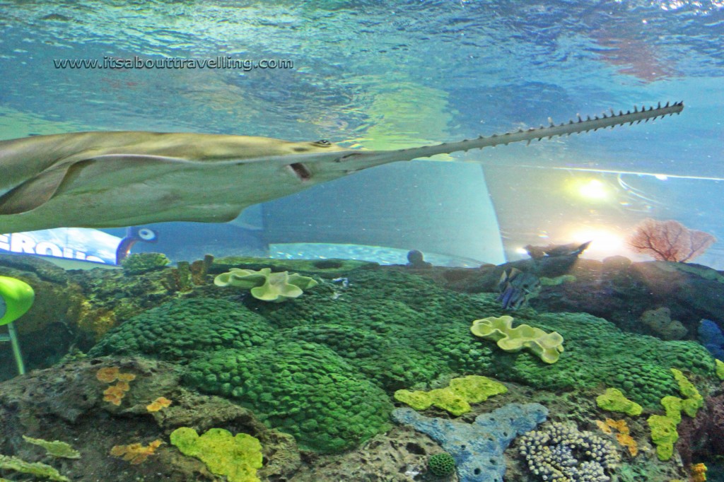 sawtooth shark ripleys aquarium of canada toronto ontario