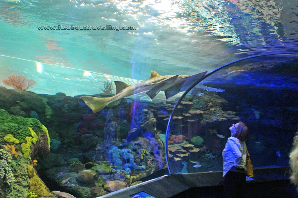sawtooth shark dangerous lagoon ripleys aquarium