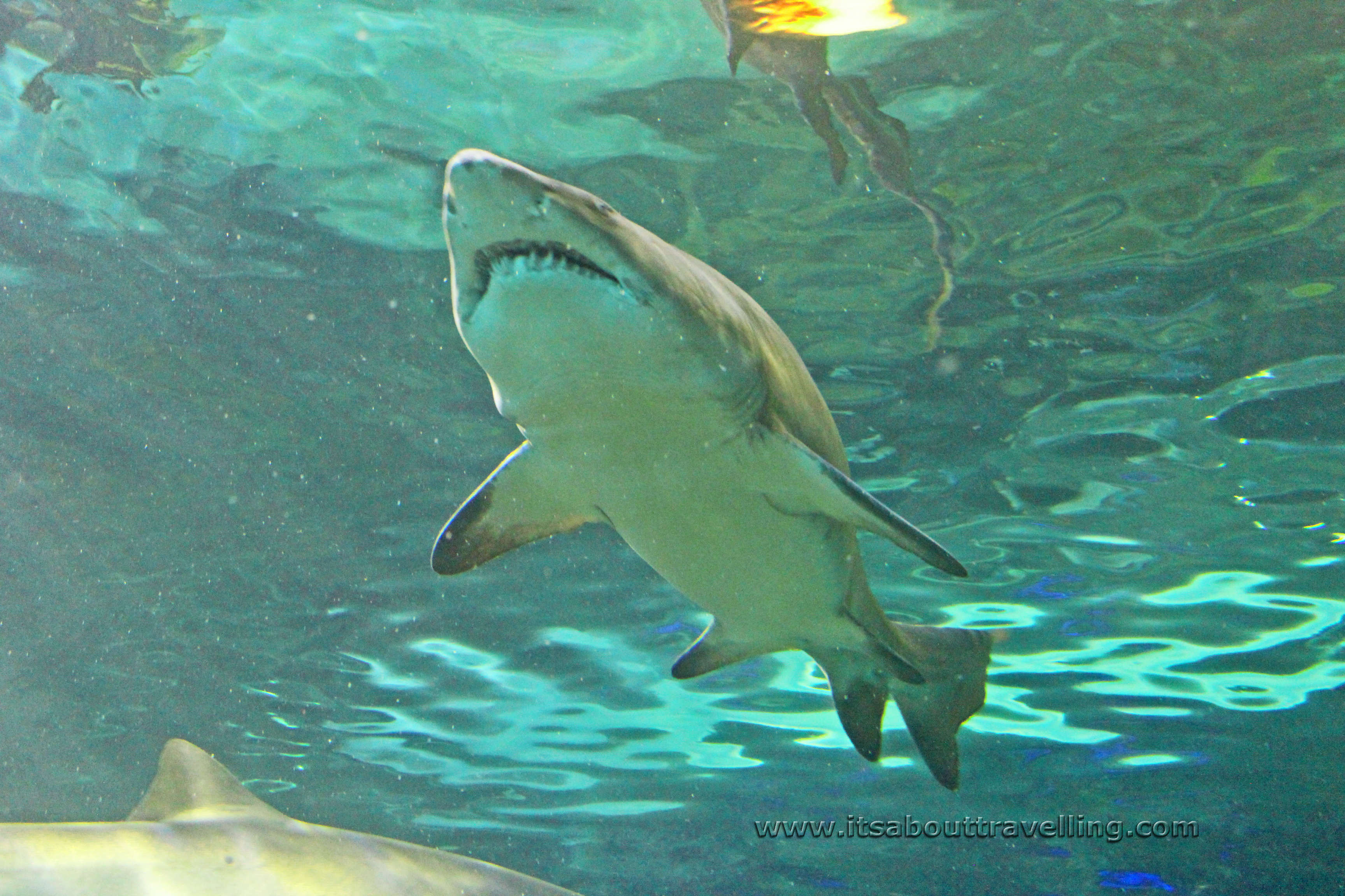 reef shark ripleys aquarium canada toronto
