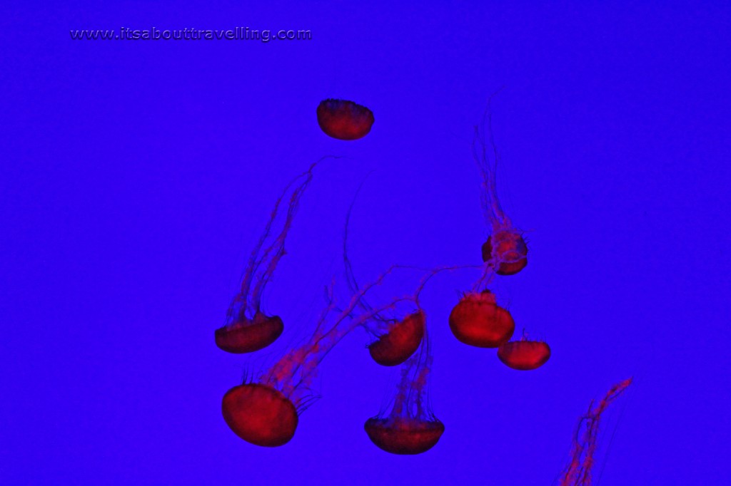 jelly fish planet jelly kreisel ripleys toronto