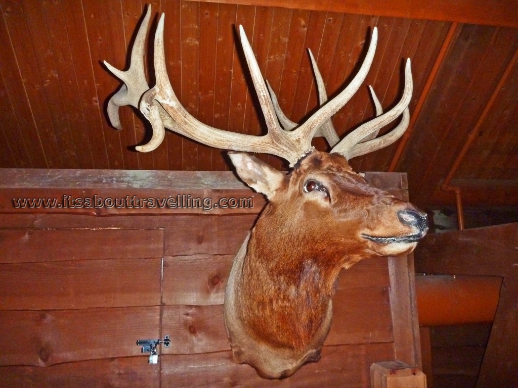 hope lake lodge lobby buck