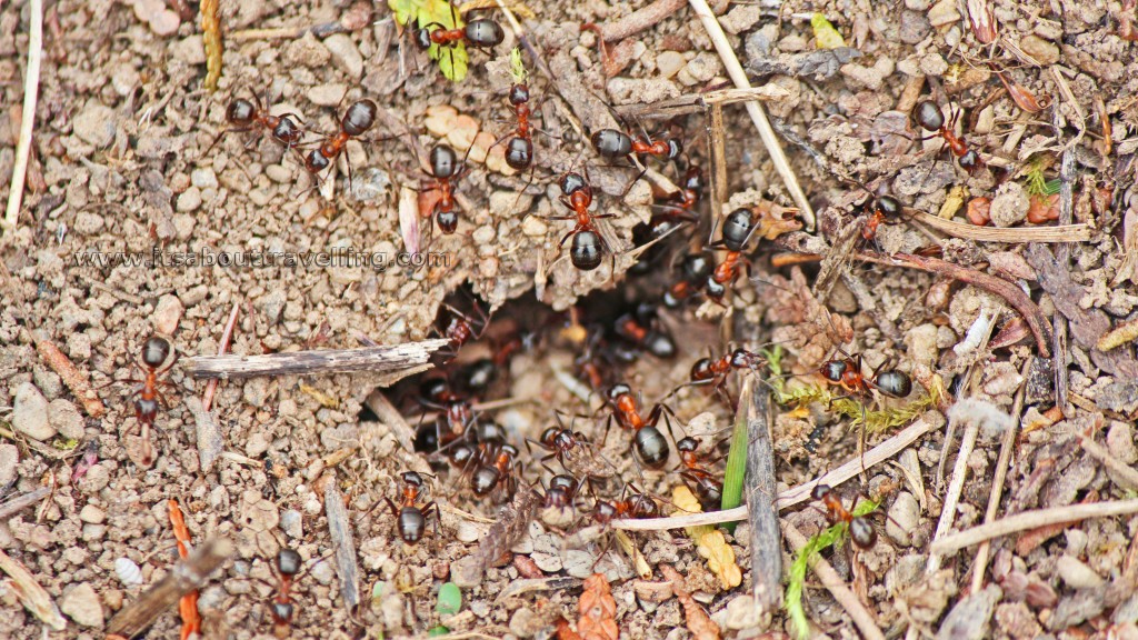 ant hill island lake conservation area orangeville ontario