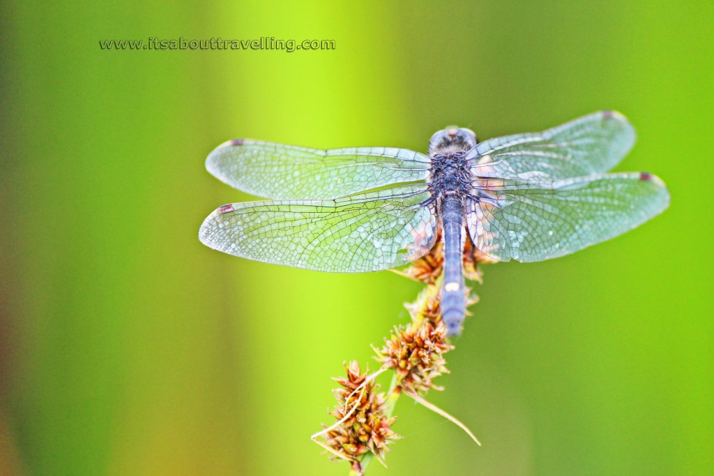 leucorrhinia intacta