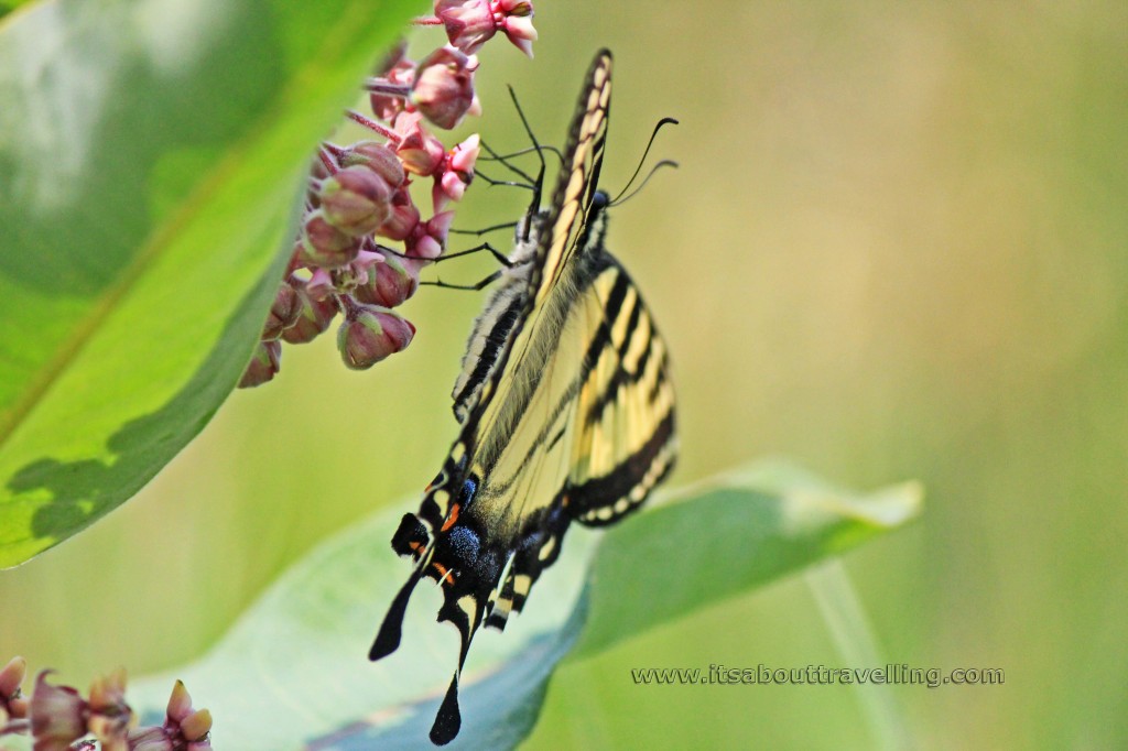 papilio glaucus