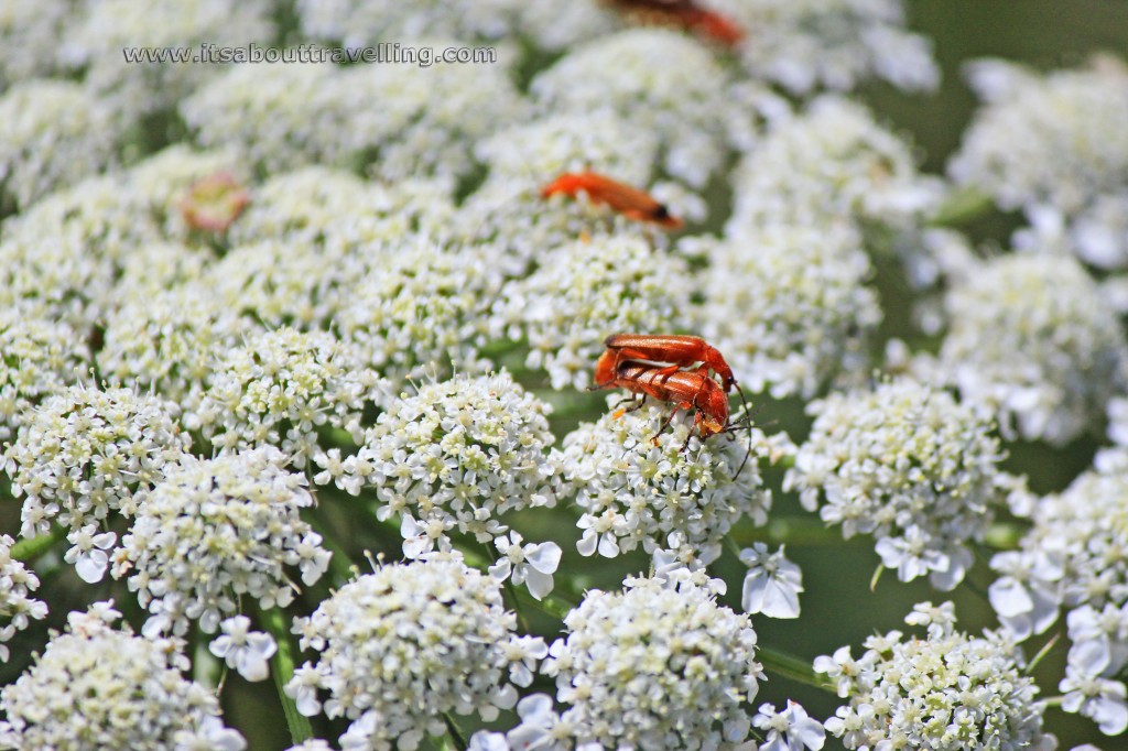 beetle on white flower
