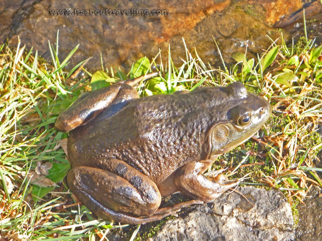 american bullfrog irondale river