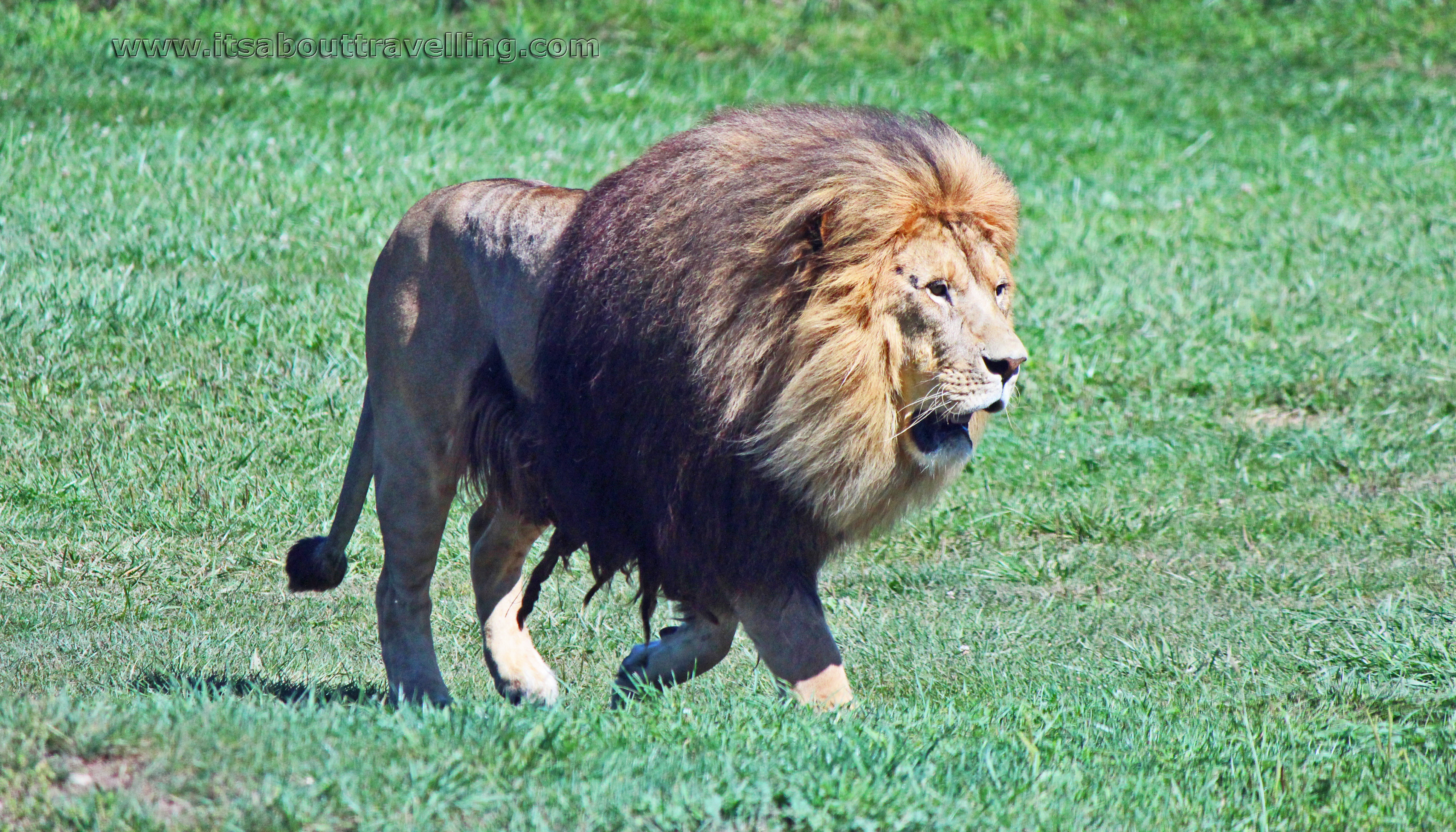 african lion safari in africa