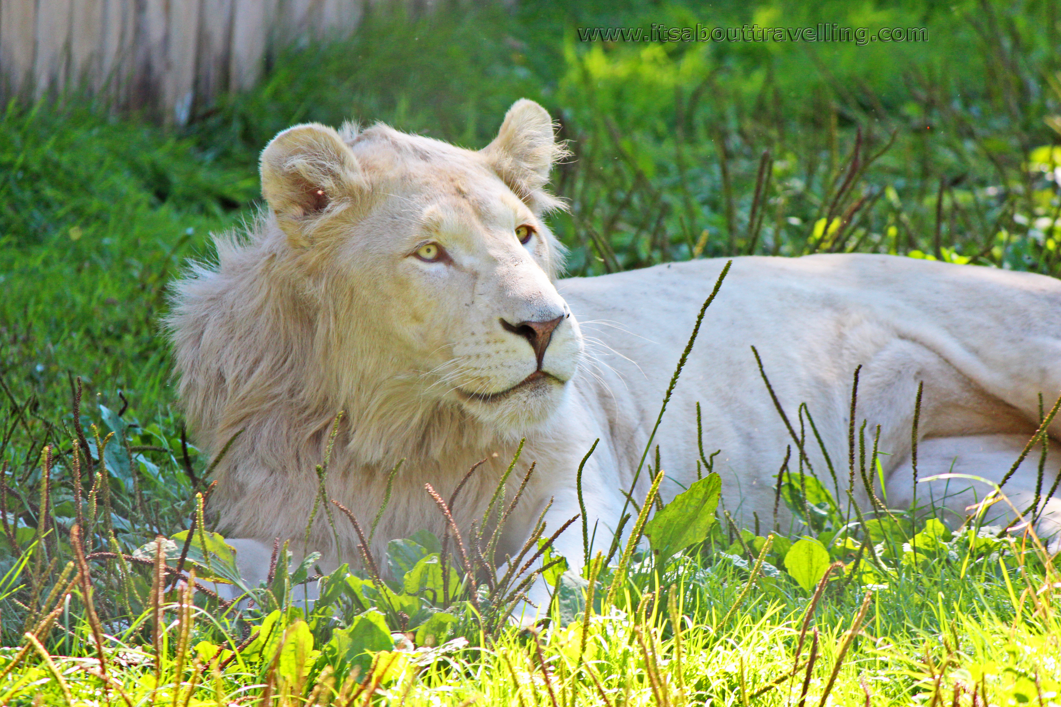 elmvale jungle zoo white lion