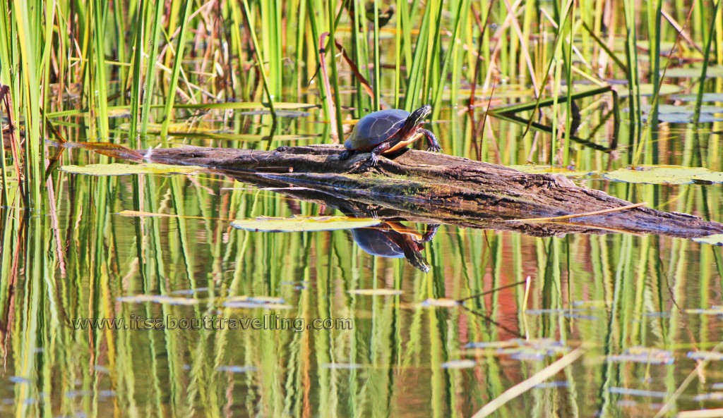 painted turtle nogies creek
