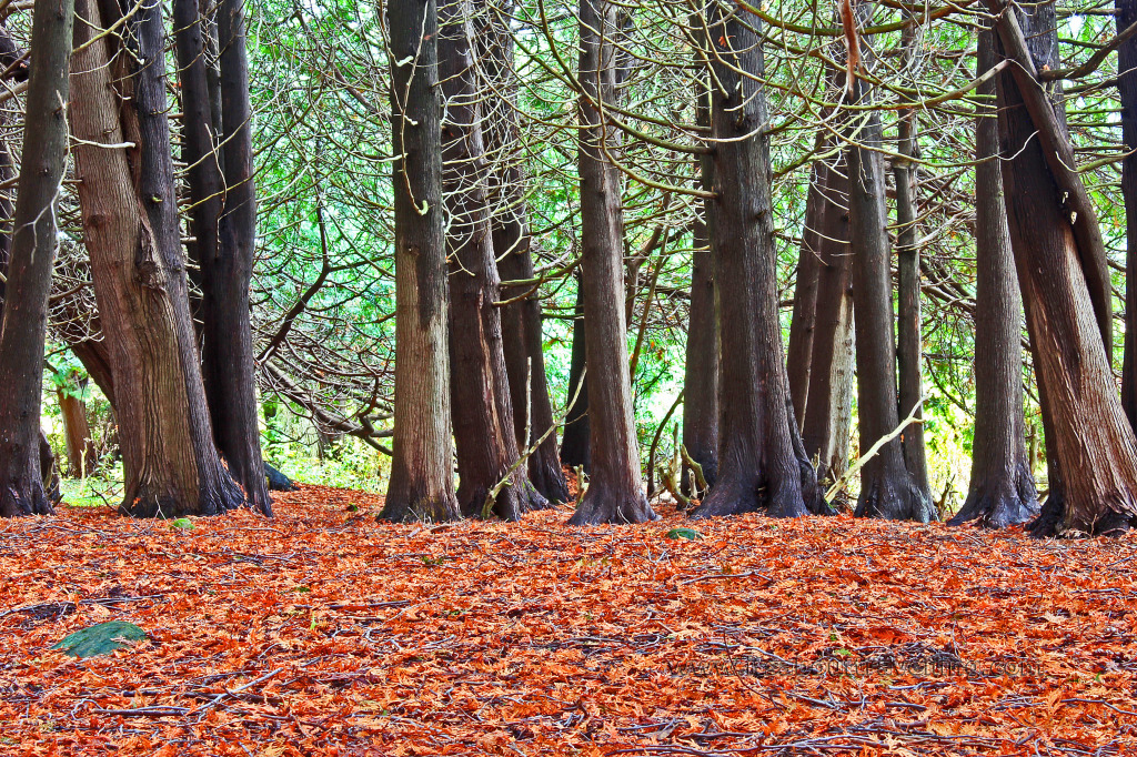cedar patch credit river caledon