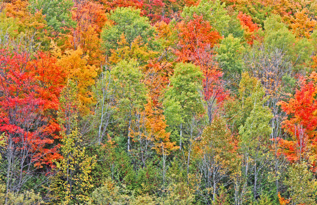autumn colours ontario canada