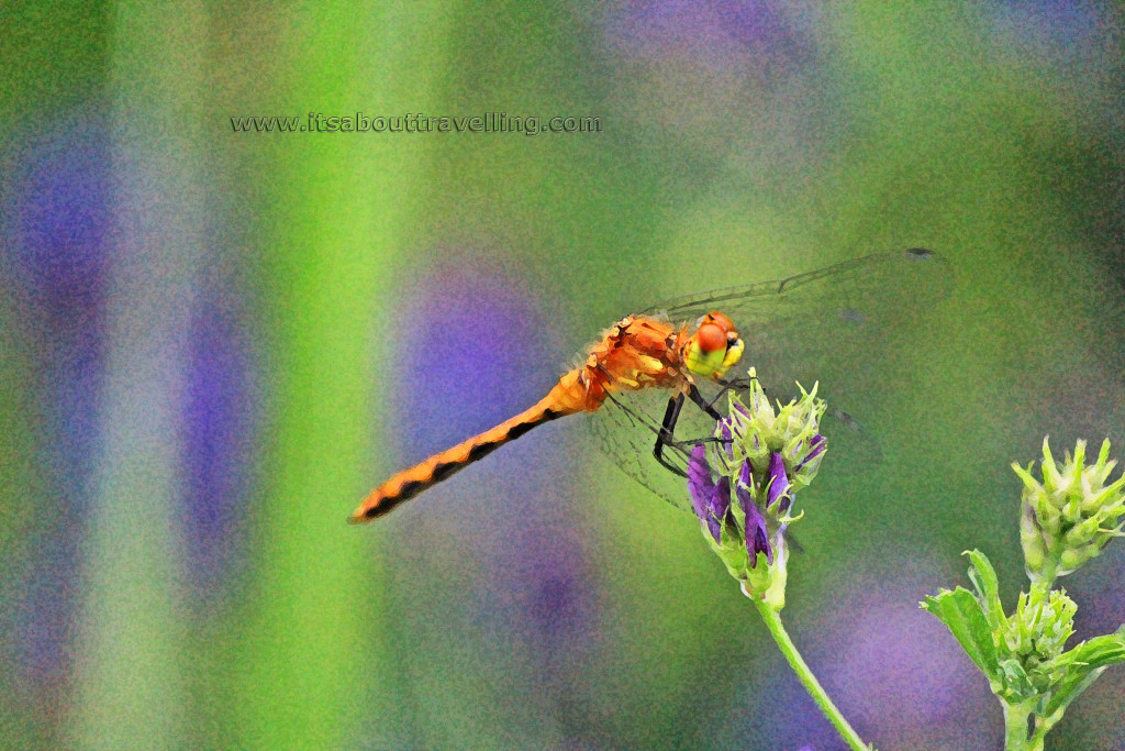 white faced meadowhawk