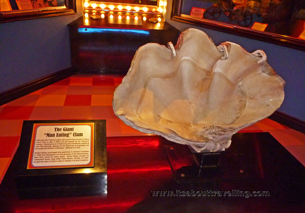 giant clam ripleys niagara odditorium