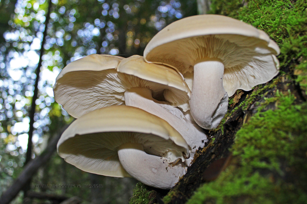 boyne valley provincial park ontario