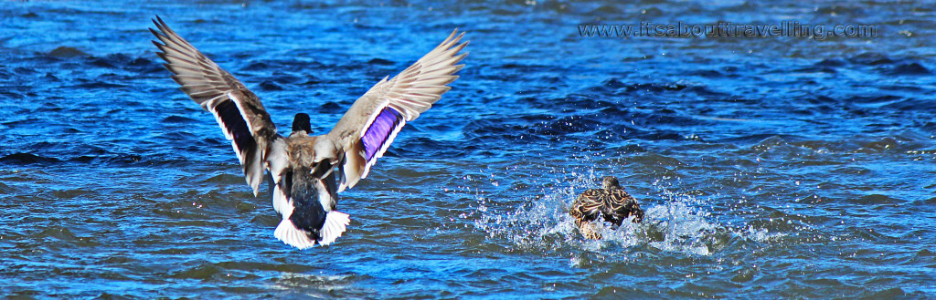 mallard ducks credit river