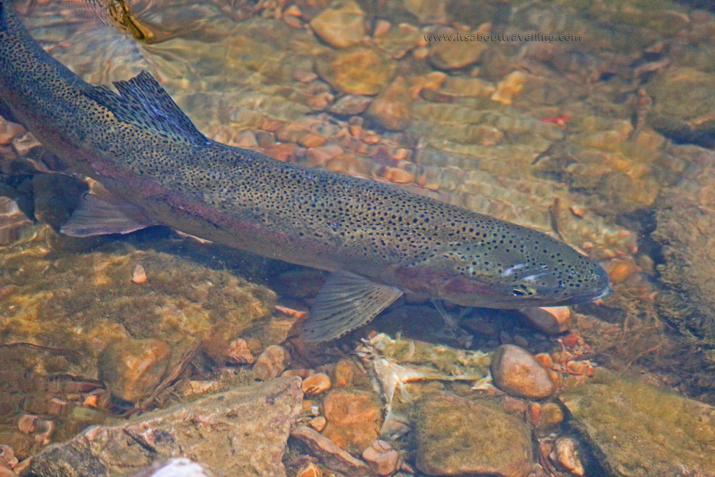 falls reserve conservation area maitland river ontario