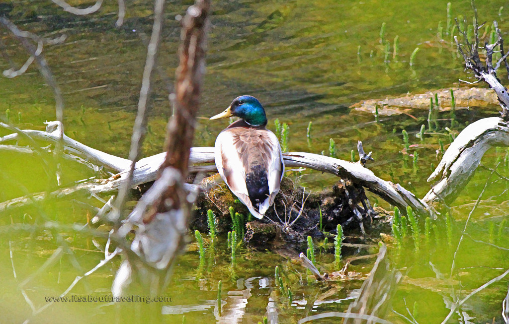 mallard duck cataract elora trail