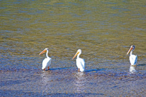 american white pelican jefferson river montana