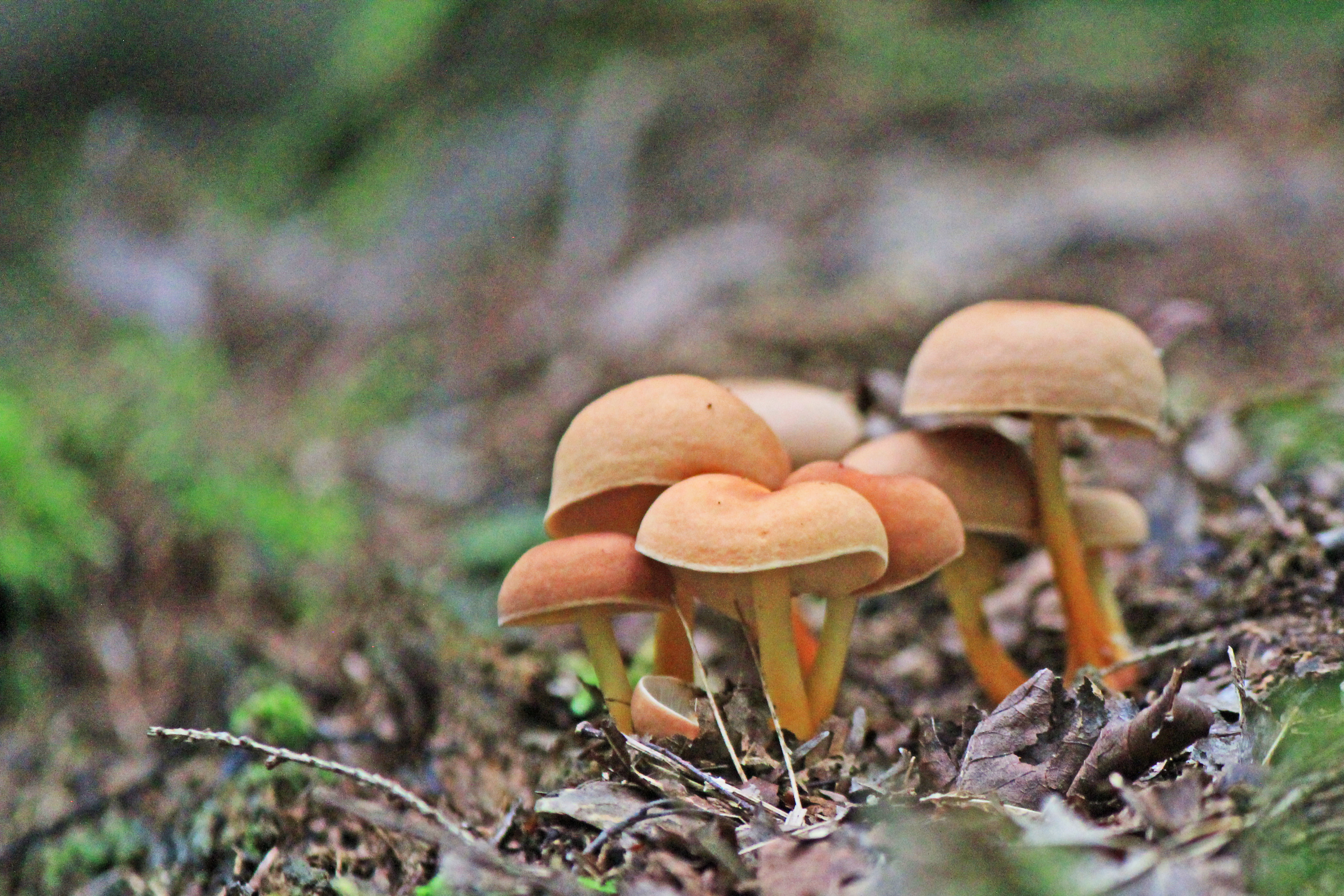 Bruce Trail Wild Mushrooms Image Gallery.